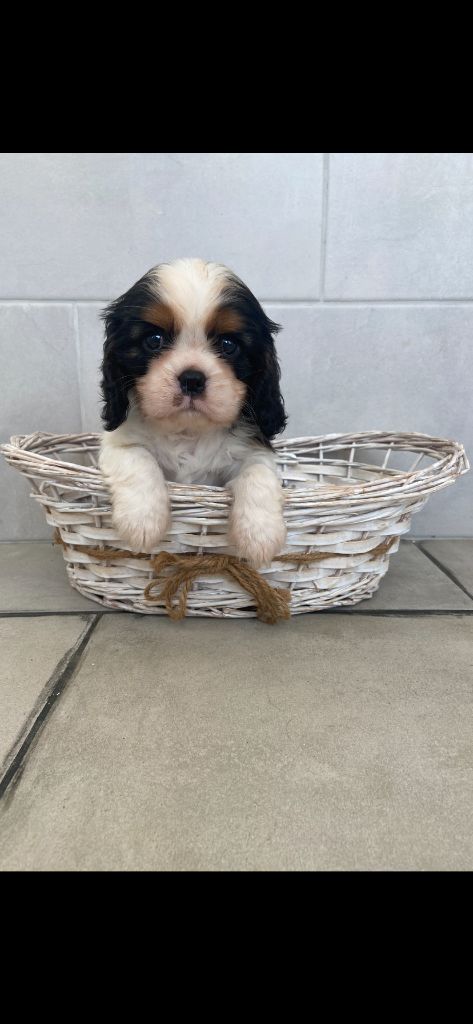 de Castelburry - Cavalier King Charles Spaniel - Portée née le 05/07/2025