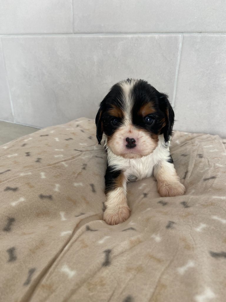 de Castelburry - Chiots disponibles - Cavalier King Charles Spaniel