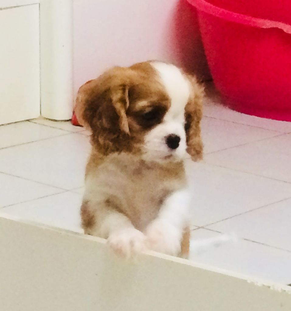 de Castelburry - Cavalier King Charles Spaniel - Portée née le 02/08/2018