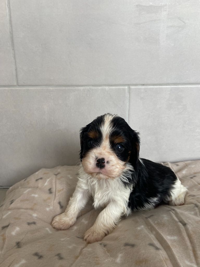 de Castelburry - Chiots disponibles - Cavalier King Charles Spaniel