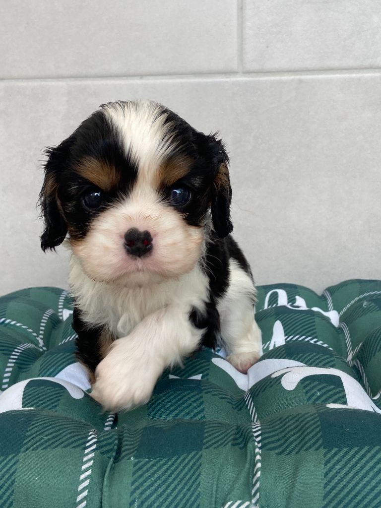 de Castelburry - Cavalier King Charles Spaniel - Portée née le 29/06/2025